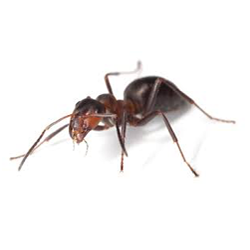 An ant