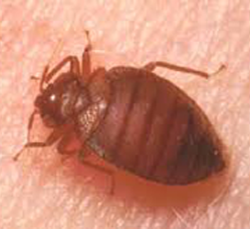 A bed bug