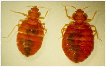 Bed Bugs