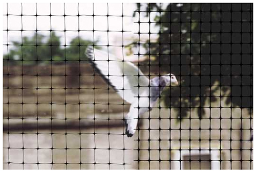 Bird Flying Behind Netting