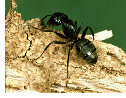 A Carpenter Ant