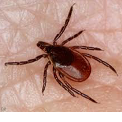 A tick