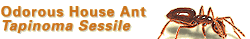 Odorous House Ant (Tapinoma sessile)