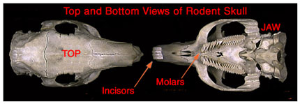 Rodent Skull Showing Specialized Teeth