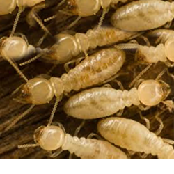 Several termites